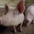 Pig ignorant
